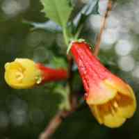 desfontania spinosa - abriachan nurseries